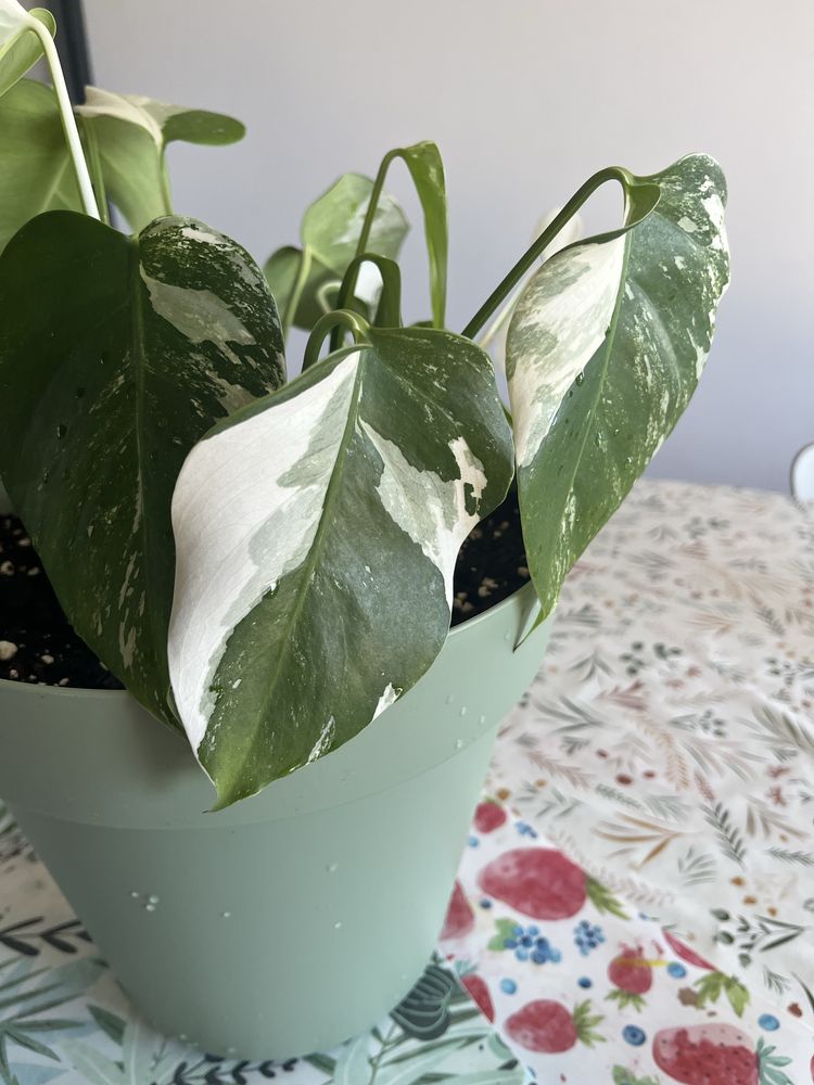Monstera Variegata