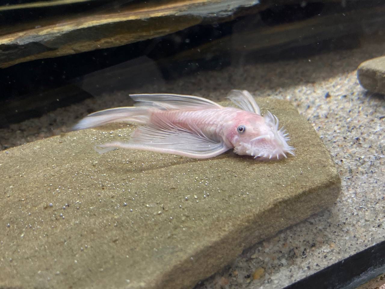 Ancistrus Super Red long fin е mais - Os peixes já estão disponíveis