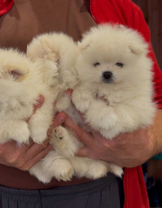 Міні дівчинка померанського шпіца.