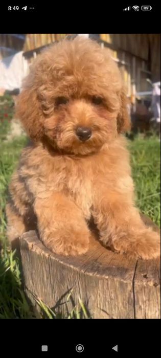 Маленька дівчінка міні яскравий колір