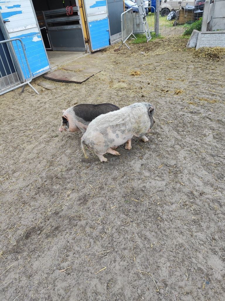 Świnki getyńskie mini świnki