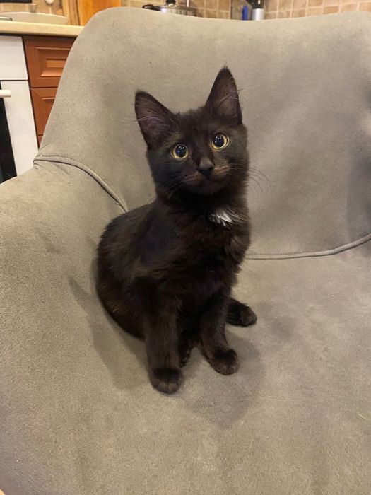 Баффі шукає домівку