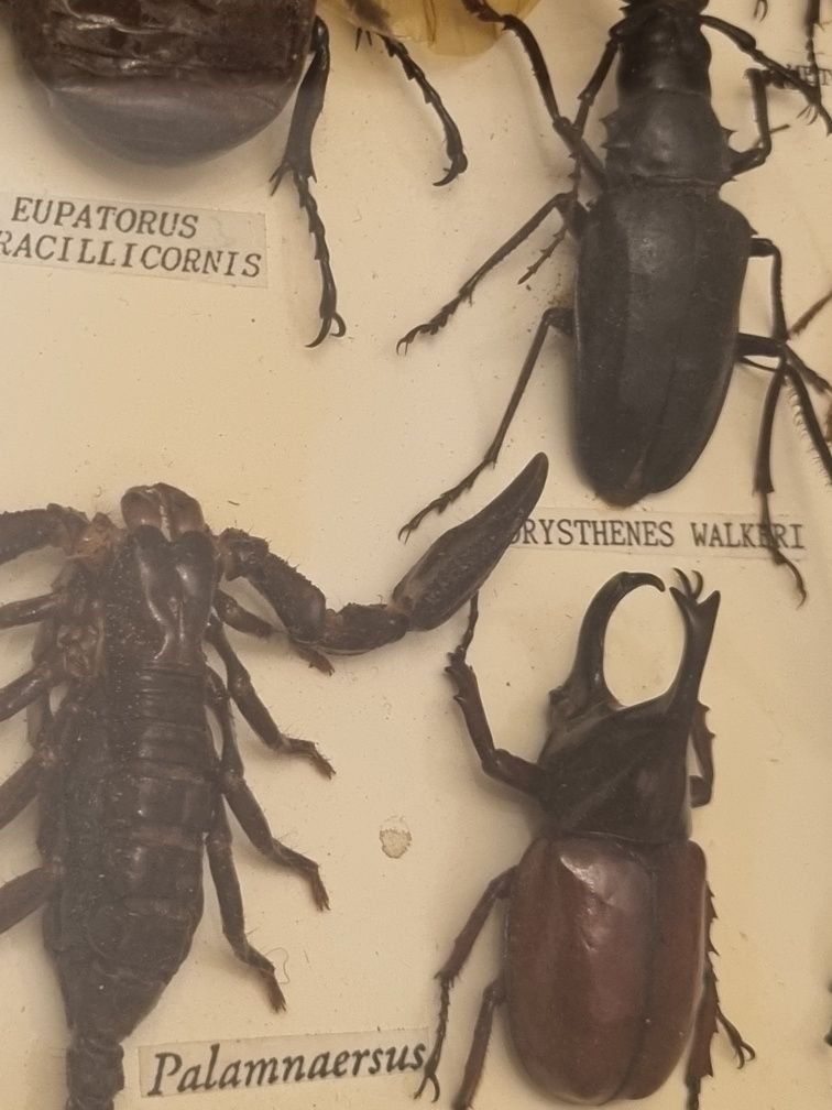 Gablotka entomologistyczna/Żuki , Scorpiony