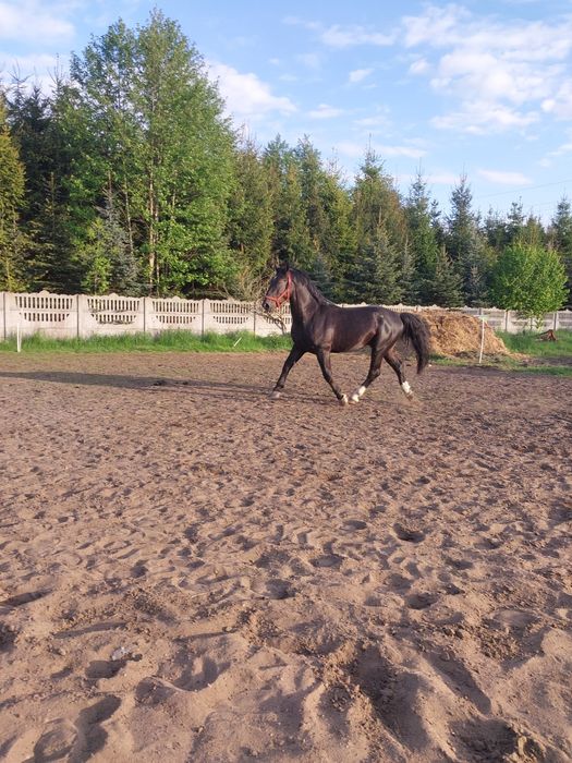 Kary wałach śląski 3 lata