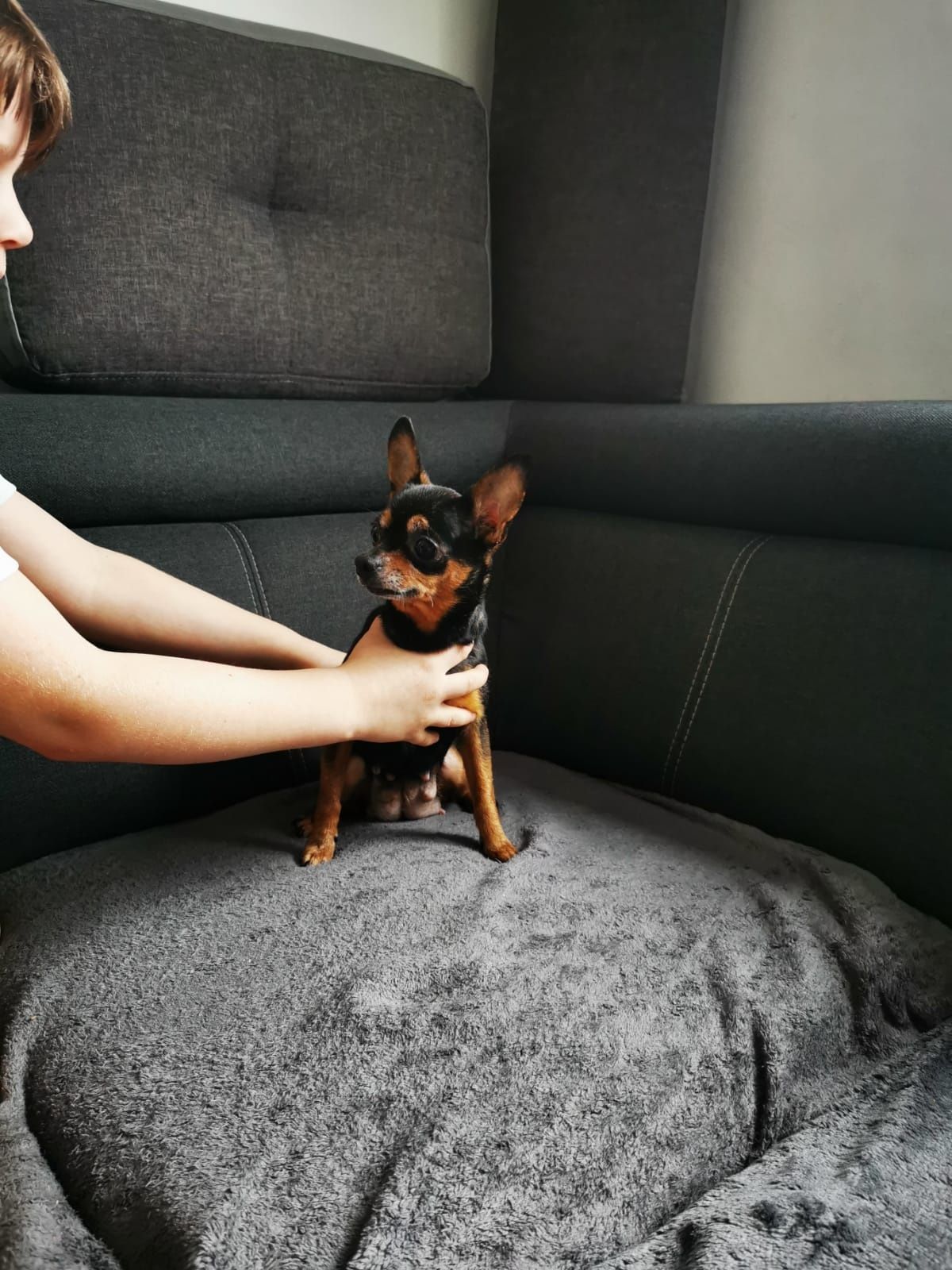 Ratlerek, pinczer miniaturowy