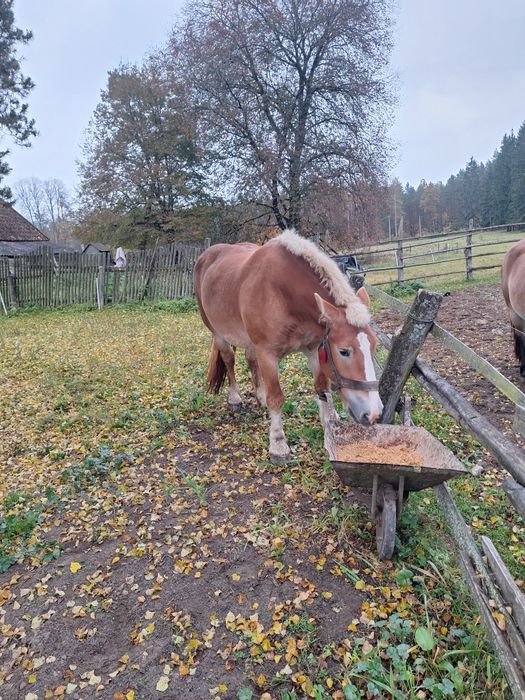 Sprzedam klacz zimnokrwistą