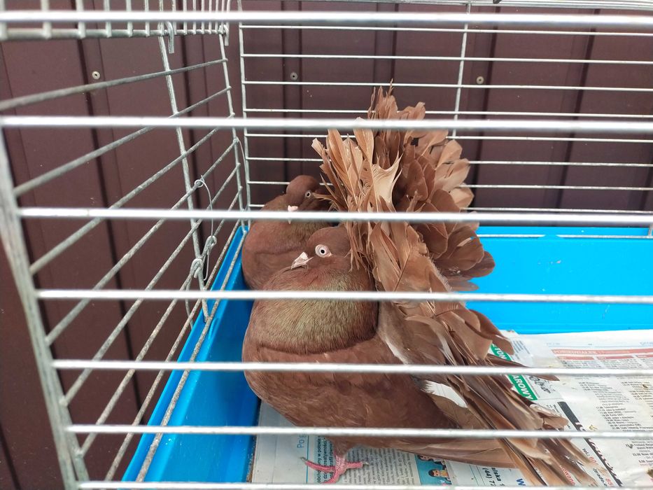 Pawik Pawiki czerwone STARY TYP 2025 r.