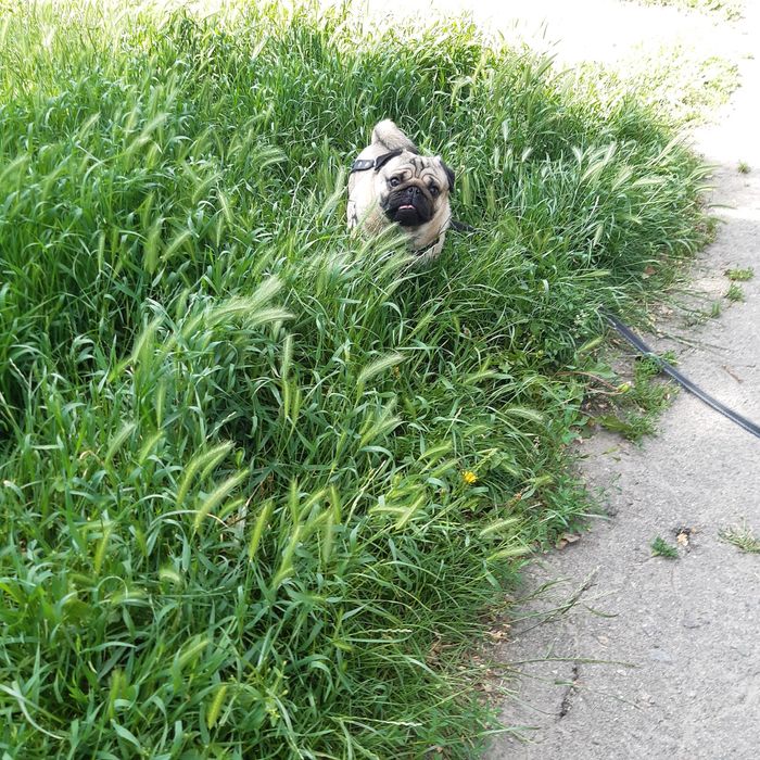 мальчик мопс вязка