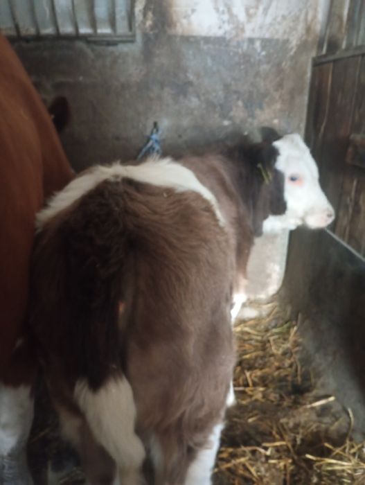 Jałówka 200kg mięsna !!