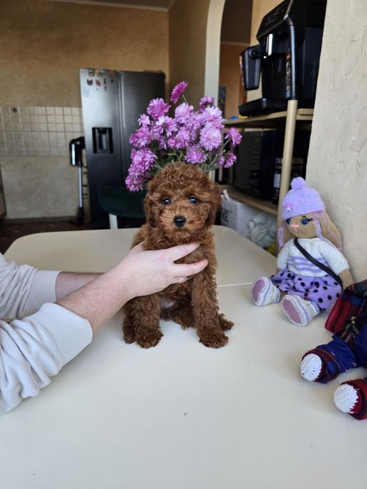 Хлопчики Той пуделя від китайських батьків