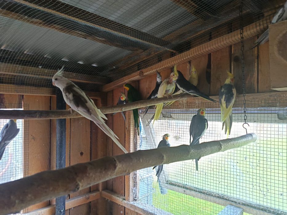 Papugi nimfy woliera