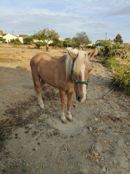Conjunto cavalo charrete e arreios