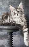 Maine Coon com pedigree, macho carinhoso