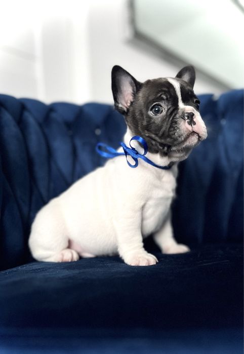 Piesek buldog francuski
