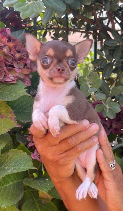 Chihuahua femea cor de chocolate