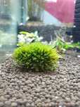 Fissidens Mini Nobilis