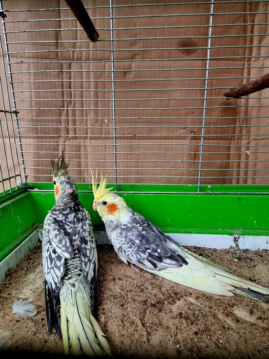 Papugi Nimfy Piękne