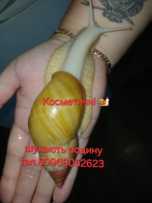 Косметичні равлики шукають родину