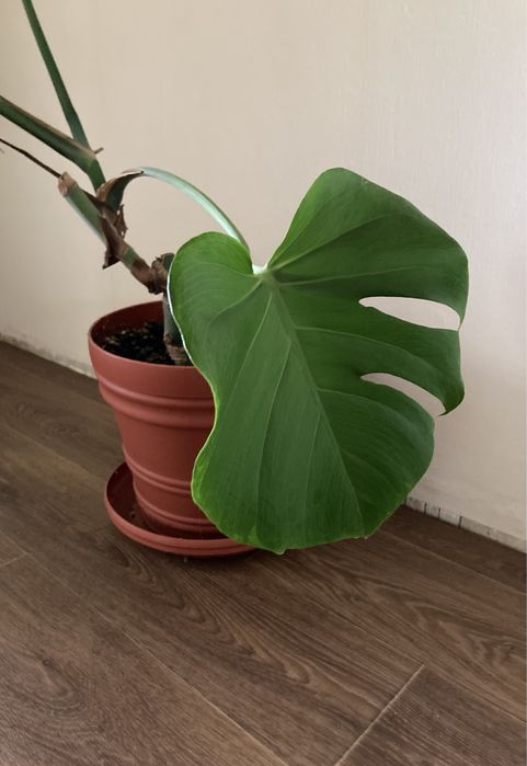 Кімнатна рослина монстера