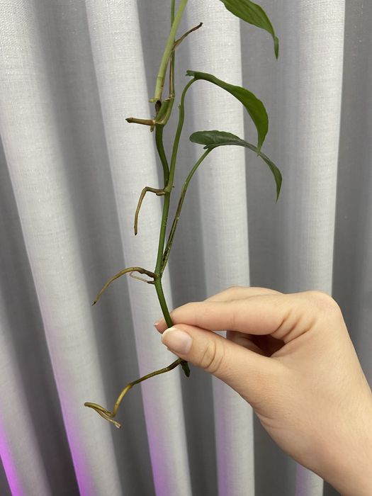 Corte de monstera siltepecana