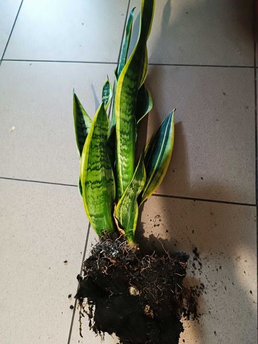Sadzonka sanseviera