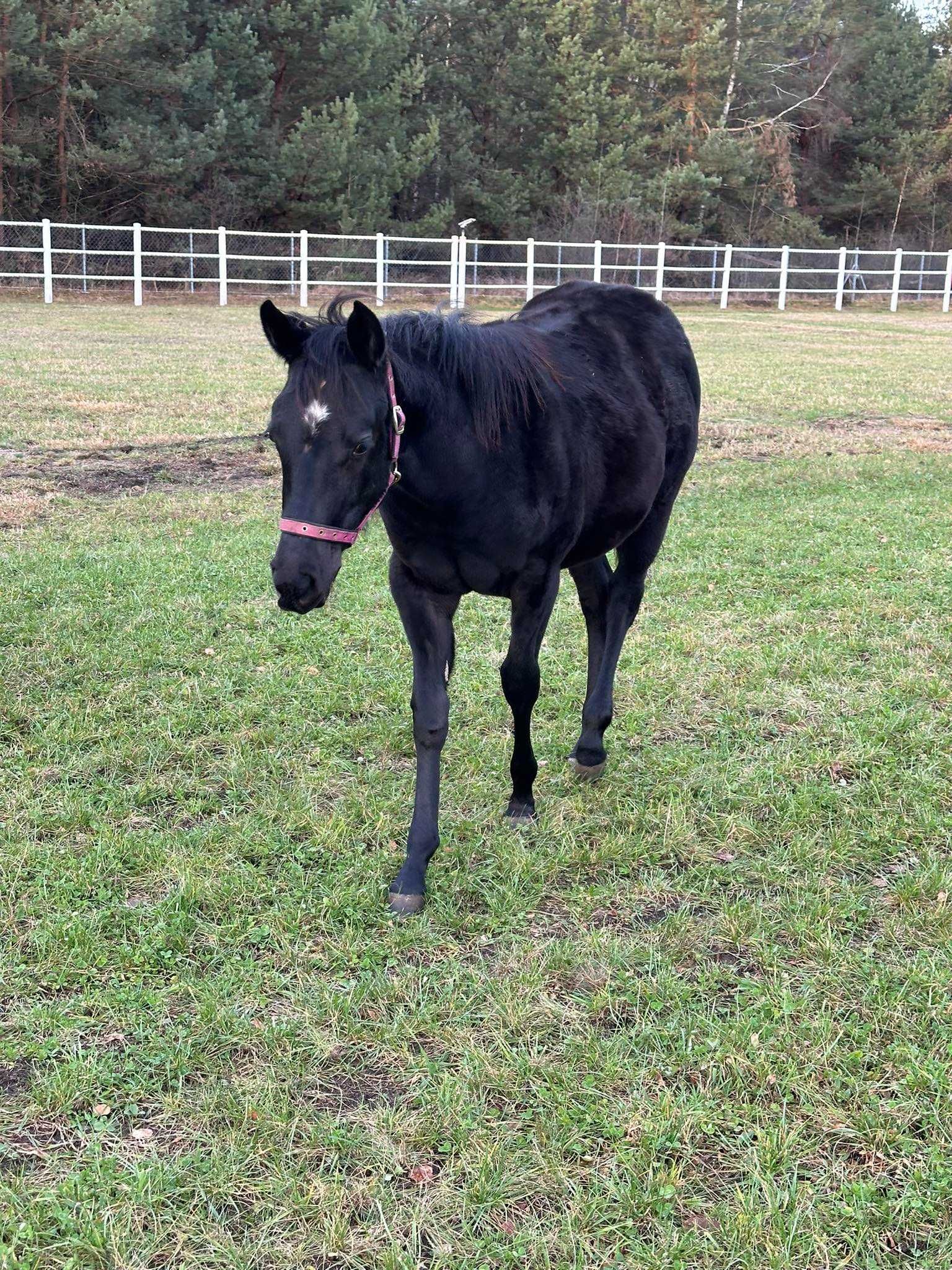 Kara Klaczka ur 05.2023 - AQH - American Quarter Horse