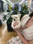 Donatello Chihuahua długowłosy szczenięta samiec chłopiec ZKWP FCI
