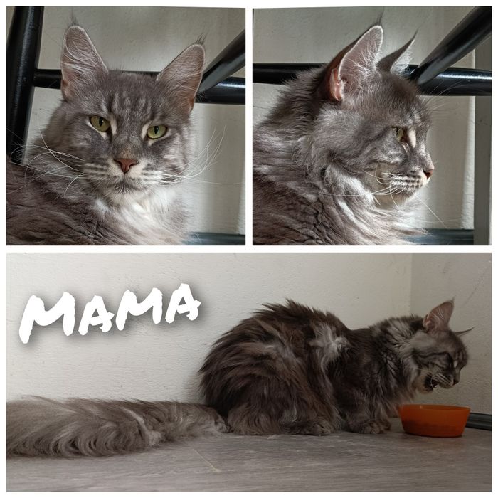 Maine coon kocurek srebrny rodowód FPL