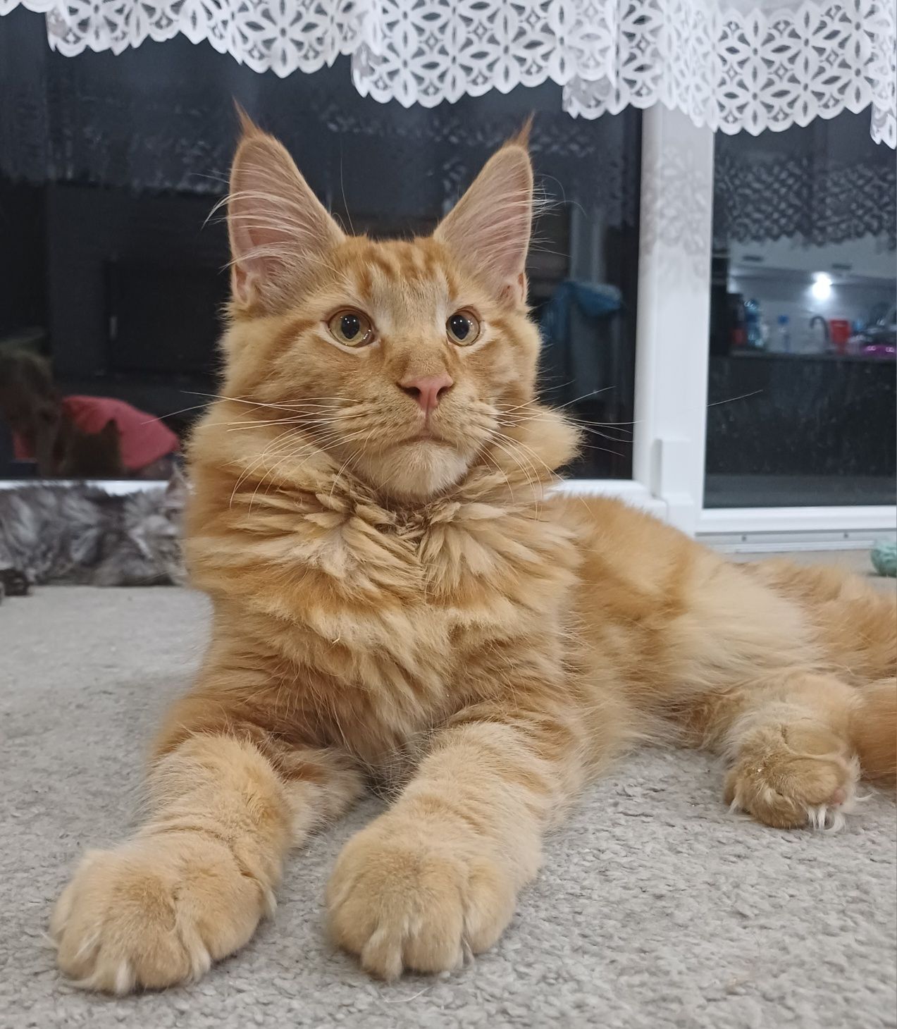 Maine Coon kocurek może już opuścić hodowlę   d22 rodowód FPL