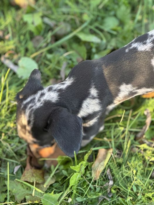 Jamnik króliczy/ miniatura suczka