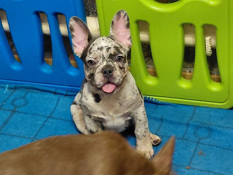 Дітки французского бульдога