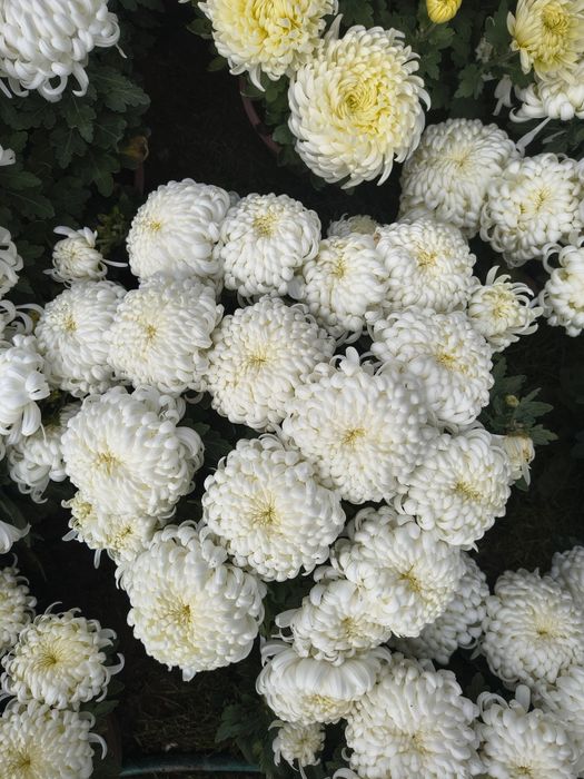 Chryzantemy wielkokwiatowe