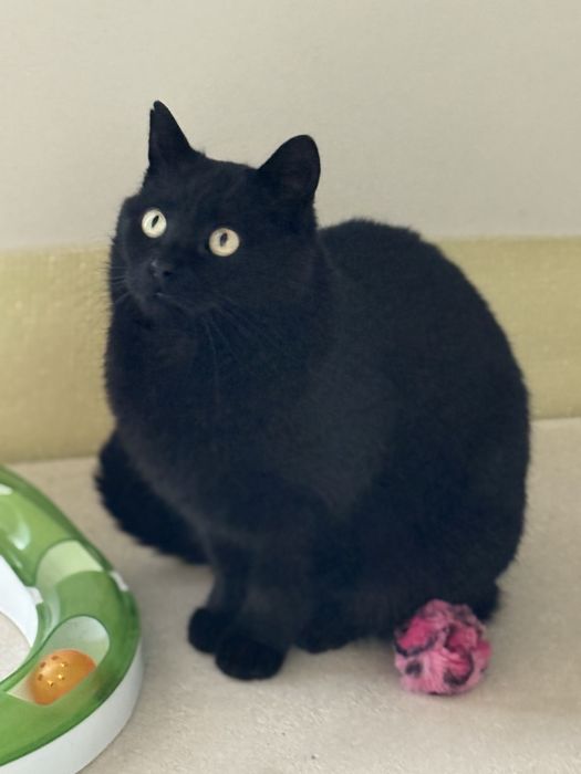 Hipnotyzująca Luna szuka domu