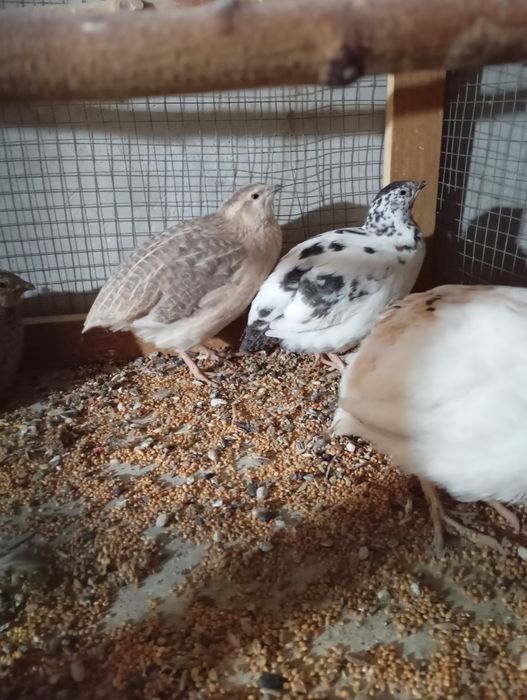 Sprzedam przepiórki