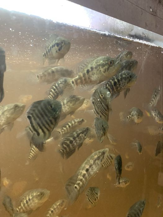 Ciclídeos americano Criação própria