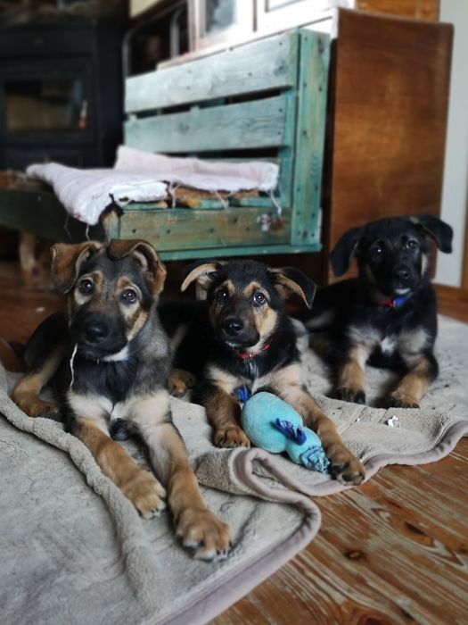 Nie pożałuje, kto Balsę adoptuje