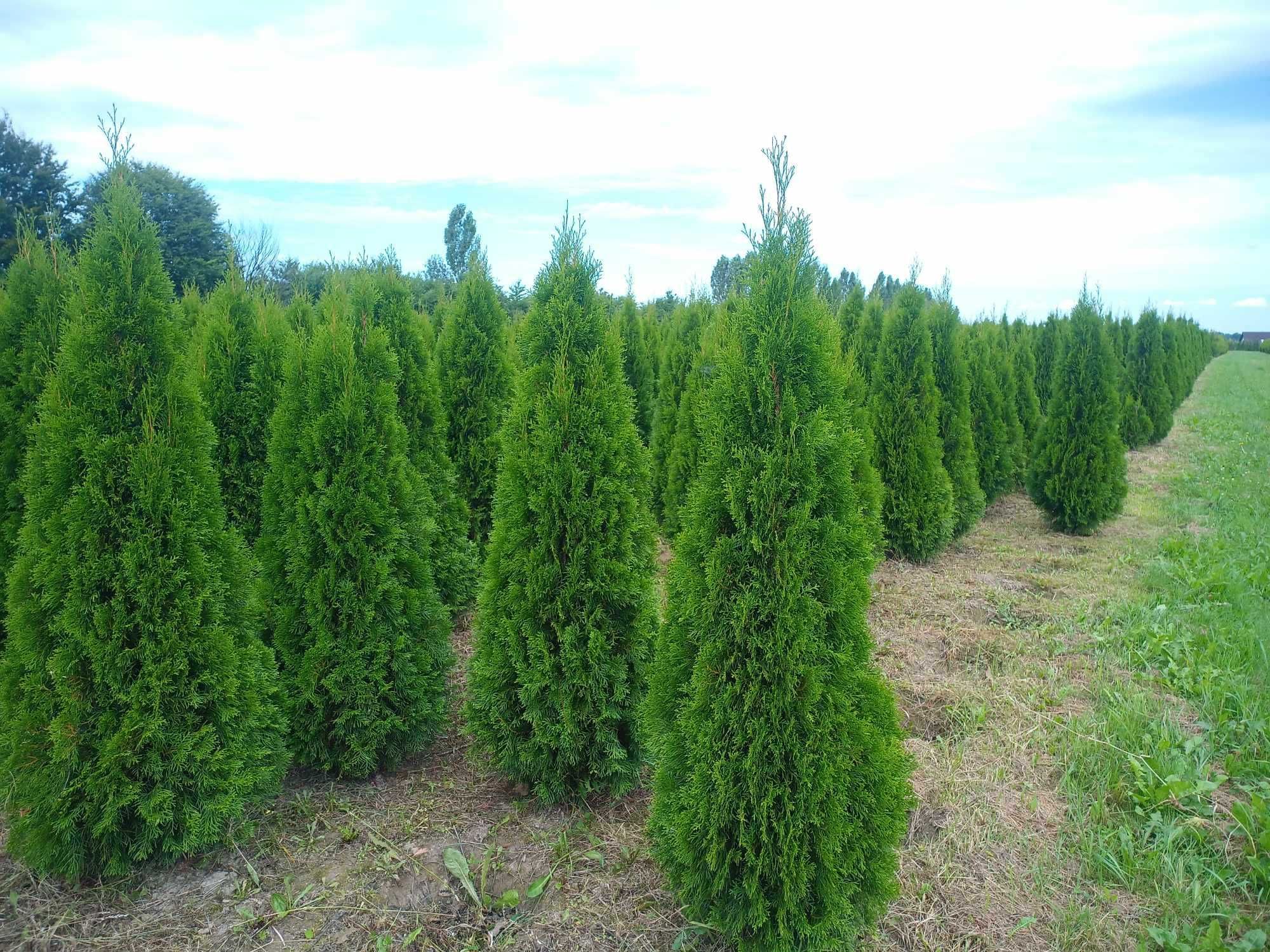 Tuja 'Smaragd' 200-220 cm tuje thuja thuje szmaragd