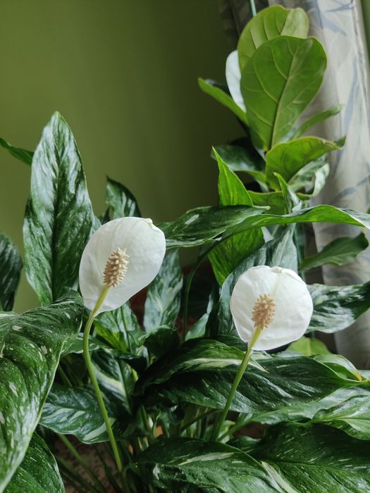 Спатифілум Diamond.