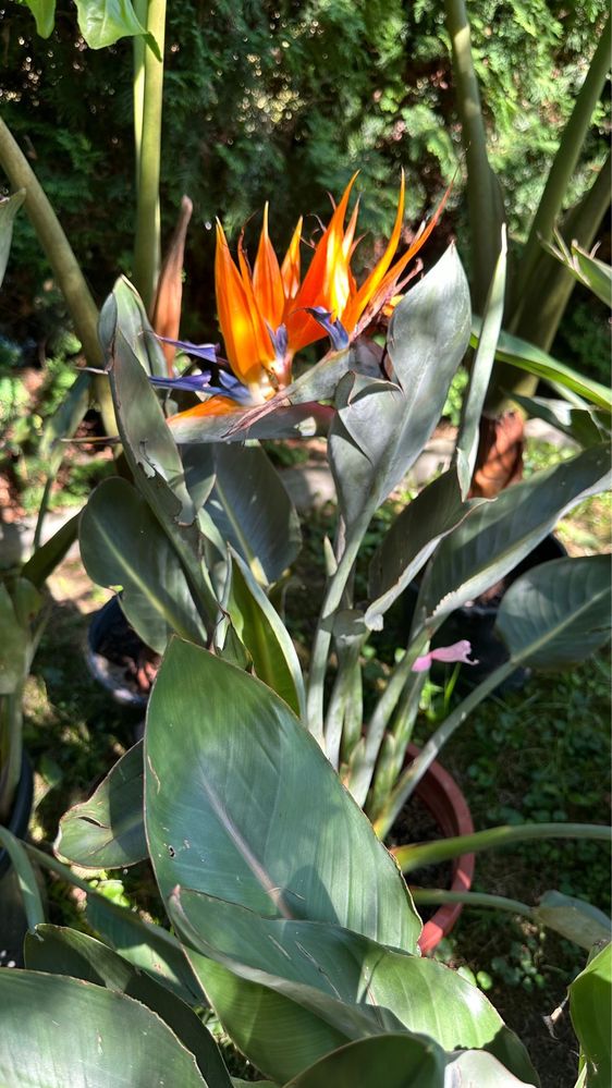 Agawy, strelitzia, alokazje, juki i inne