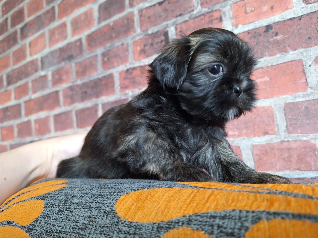 Shih-Tzu piesek brązowy