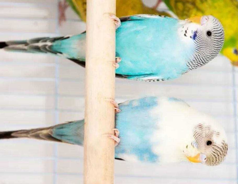 Разноцветные волнистые попугаи