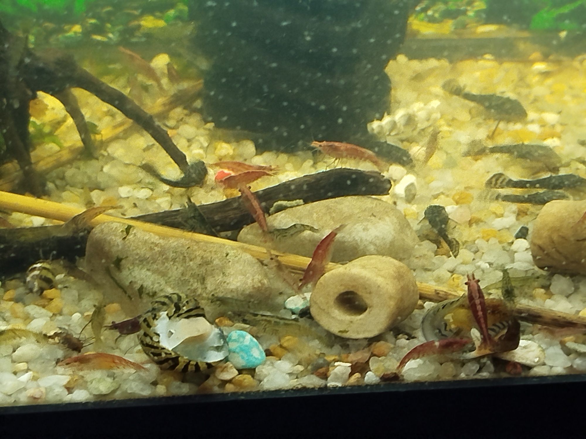 Camarão neocaridina bons para limpeza de aquário