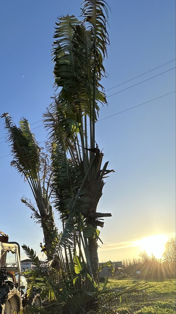 Ravenala madagascariensis* árvore-do-viajante* - Exemplares