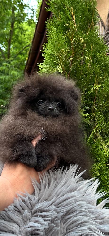 Szpic Miniaturowy Pomeranian czarny piesek