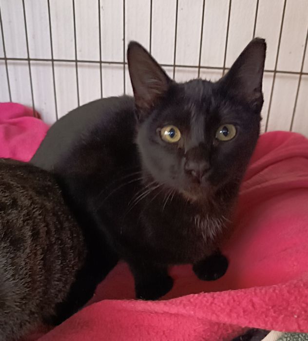 Gatinho para adoção, 4 meses.