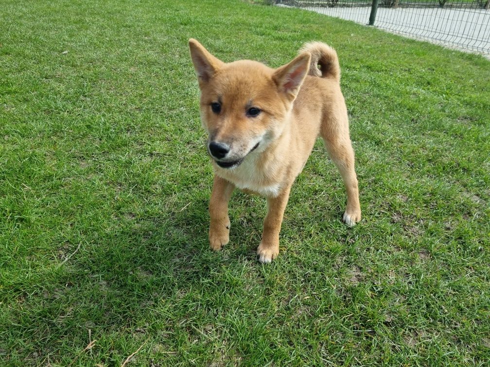 Shiba inu piesek