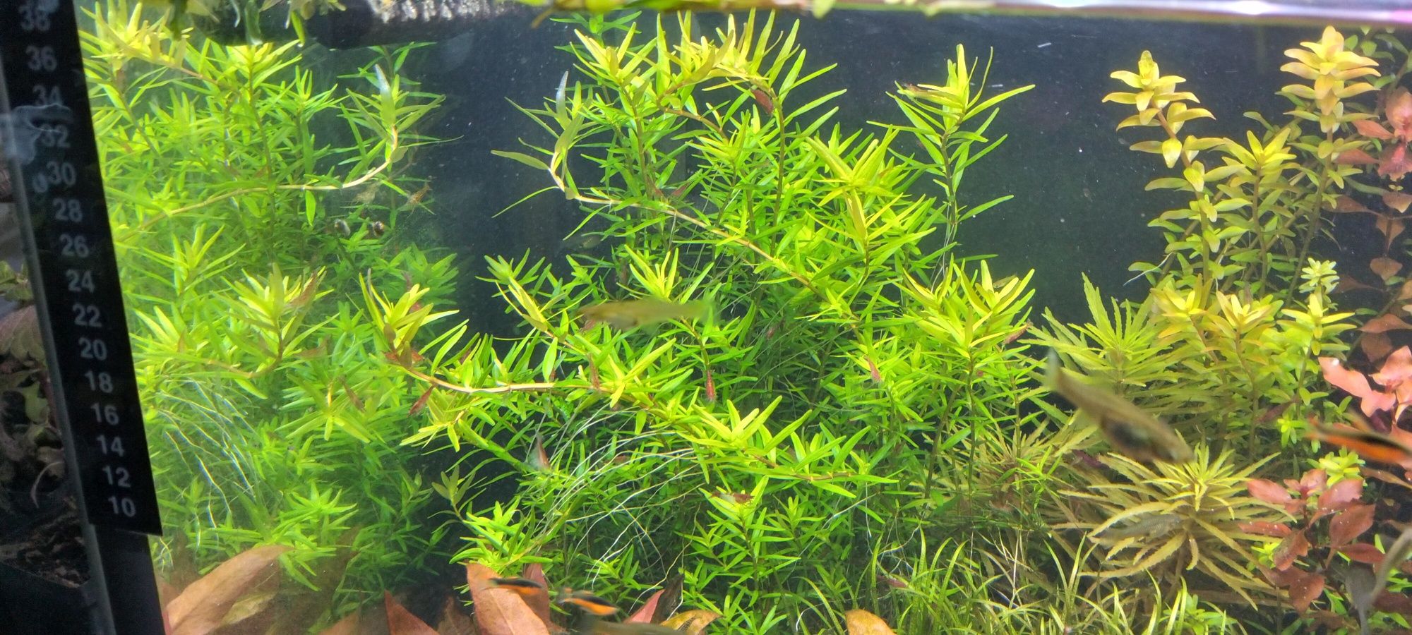 Roślinki do akwarium Hottonia , Myriophyllum, rotala red , ludwigia