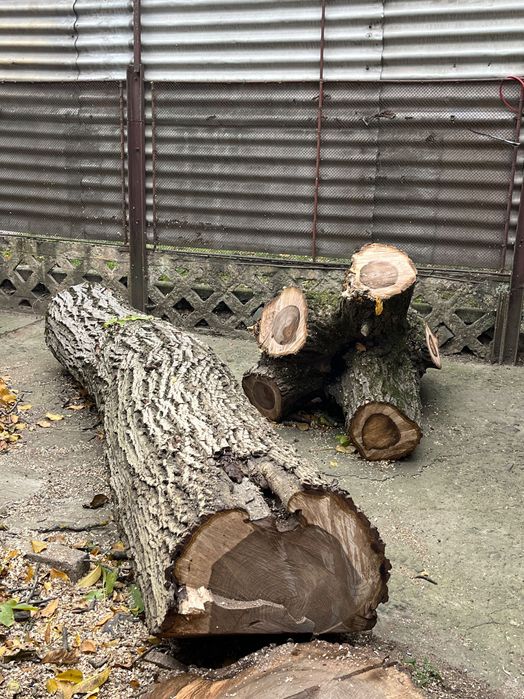 Продам стовбур і верхушку грецького горіха (канадський сорт)