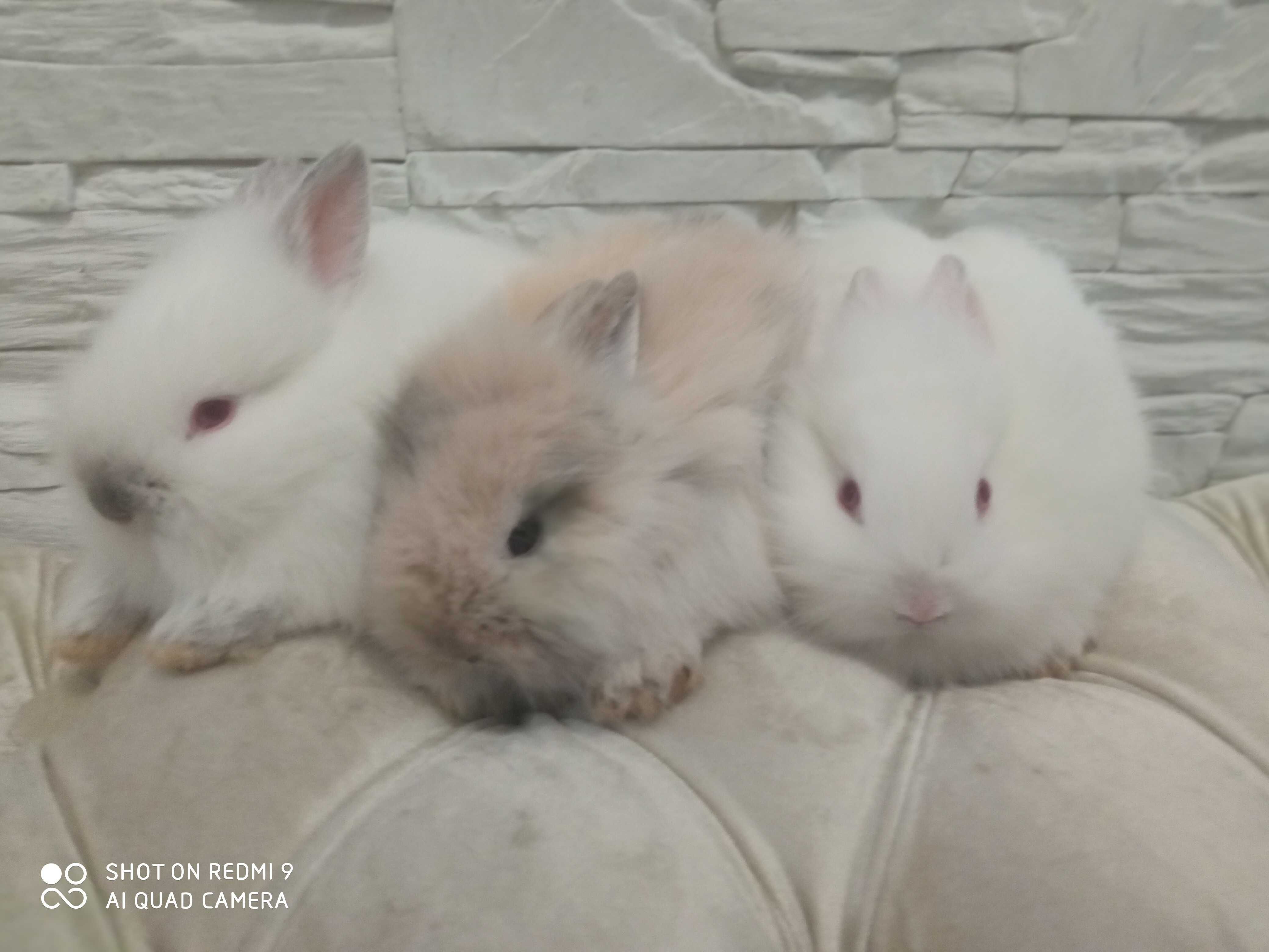 Króliki miniaturki króliki karzelki