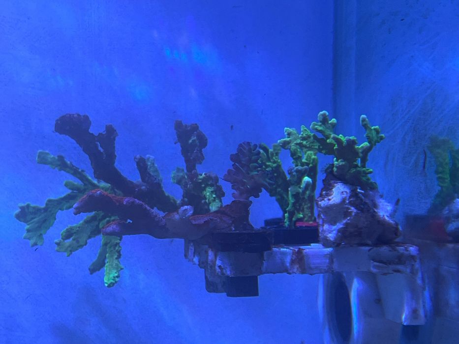 Frag coral Elkhorn SPS